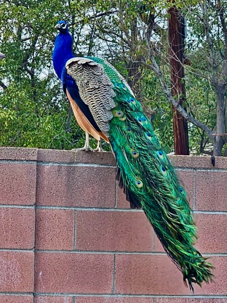 Print mixing – Proud as a Peacock and Equally Confident